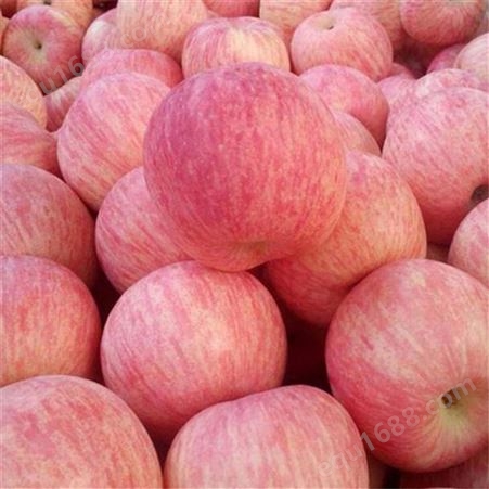 新鲜红富士苹果 其他规格价格行情（产地）冷库红富士苹果价格