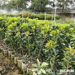 广西柳州杨梅苗批发价格 乌梅苗种植基地直销