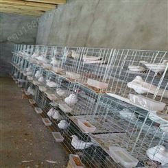 广旺鸽子笼 配对养殖笼 大号小号鸽子笼