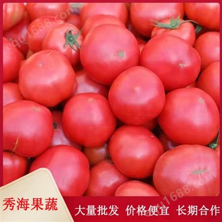 自种现摘西红柿 代餐番茄 大棚西红柿 基地直发