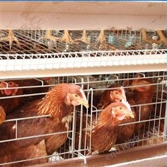 供应定制 养鸡设备 全自动养殖场养鸡蛋鸡笼 鸡笼养殖