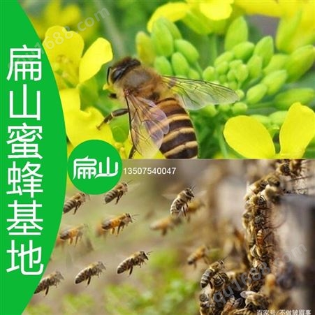三明南平蜜蜂养殖技术培训基地(中意蜂王育王除虫四季蜂具管理技术)