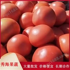 硬粉沙瓤西红柿 大粉西红柿 基地直销 秀海果蔬