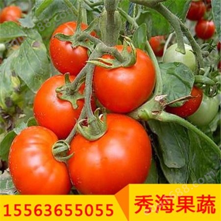 高产西红柿夏粉108耐热西红柿耐裂抗病高产大果番茄苗种子