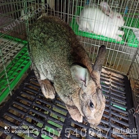 福建泉州兔子养殖场基地 泉州永春安溪种兔肉兔苗商品批发厂家价格