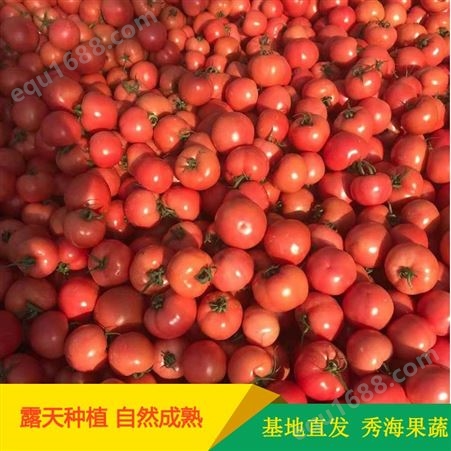 山东西红柿种苗出售 秀海果蔬 批发山东西红柿 量大价优