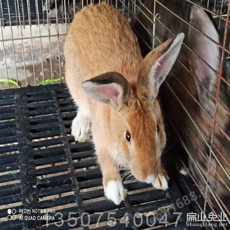福建泉州兔子养殖场基地 泉州永春安溪种兔肉兔苗商品批发厂家价格