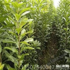 广东广州杨梅苗基地直销 带土挂果发货 一至三年苗