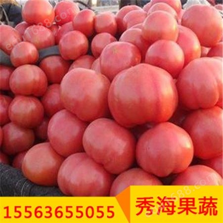 高产西红柿夏粉108耐热西红柿耐裂抗病高产大果番茄苗种子