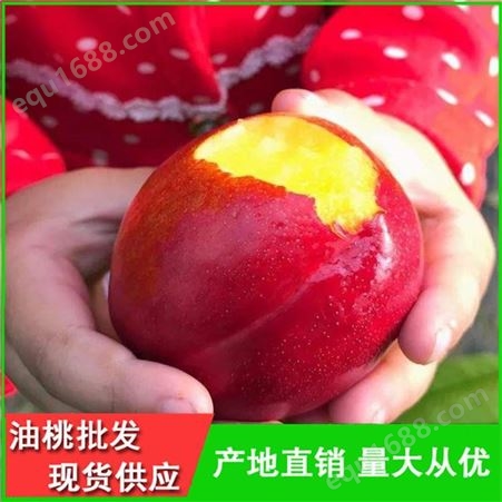 丽春早红宝石油桃的价格-曙光油桃产地-昊昌